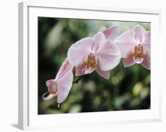 Orchids-Alfred Eisenstaedt-Framed Photographic Print