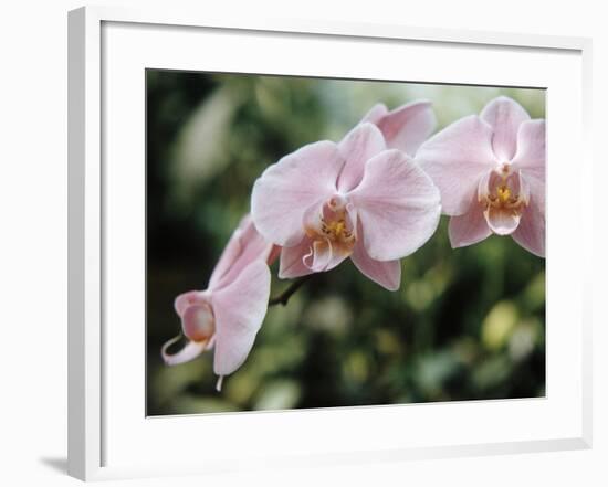 Orchids-Alfred Eisenstaedt-Framed Photographic Print