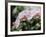 Orchids-Alfred Eisenstaedt-Framed Photographic Print