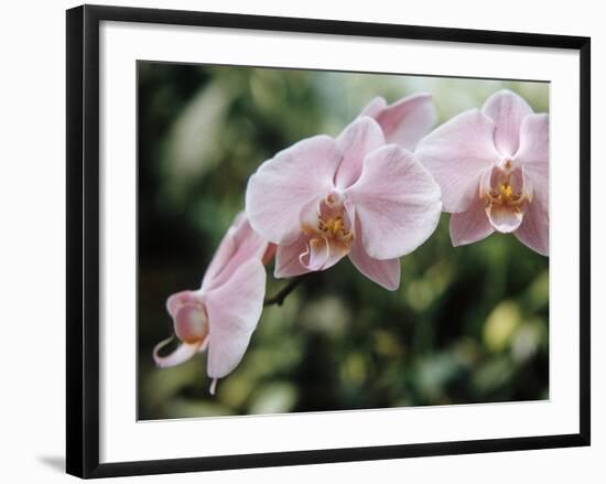 Orchids-Alfred Eisenstaedt-Framed Photographic Print