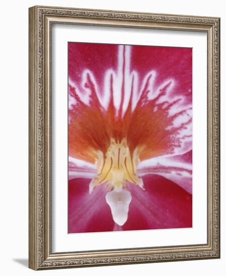 Orchids-Alfred Eisenstaedt-Framed Photographic Print