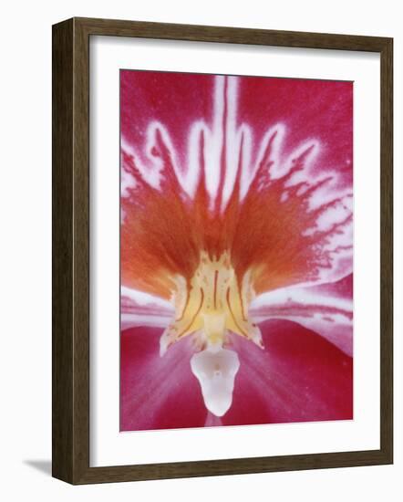 Orchids-Alfred Eisenstaedt-Framed Photographic Print