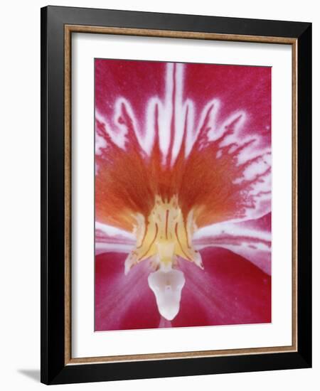 Orchids-Alfred Eisenstaedt-Framed Photographic Print