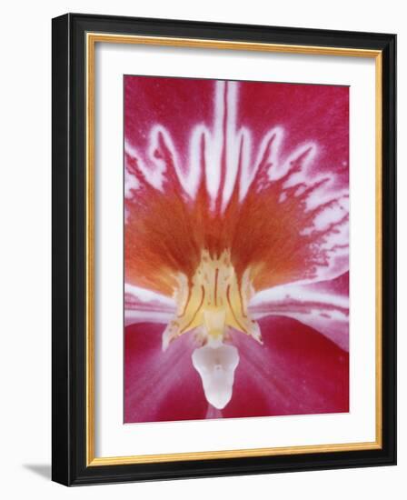 Orchids-Alfred Eisenstaedt-Framed Photographic Print