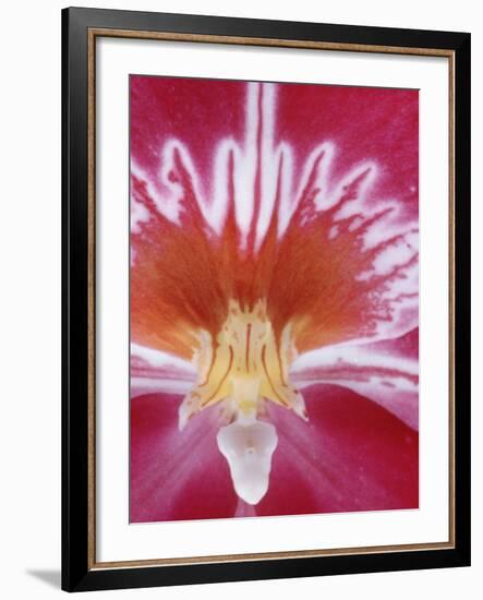 Orchids-Alfred Eisenstaedt-Framed Photographic Print