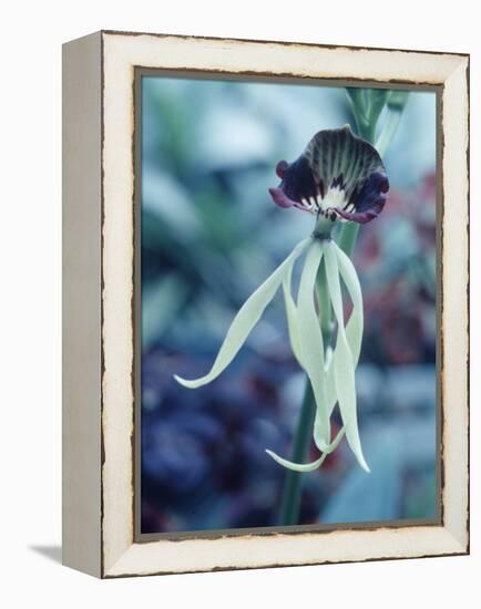 Orchids-Alfred Eisenstaedt-Framed Premier Image Canvas