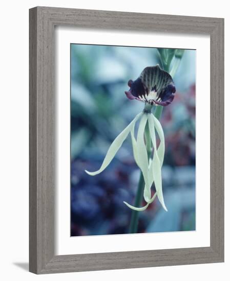 Orchids-Alfred Eisenstaedt-Framed Photographic Print