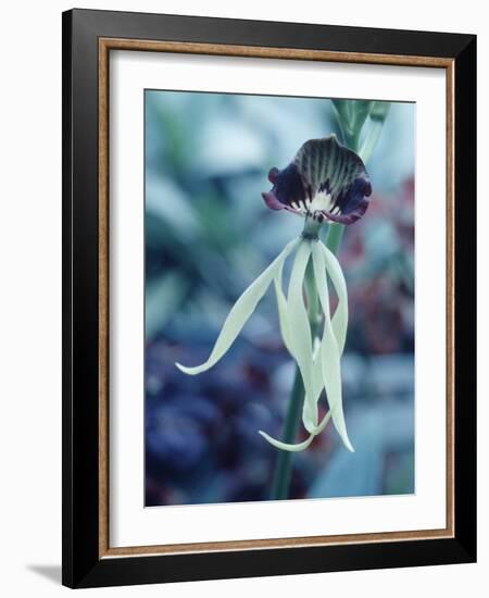 Orchids-Alfred Eisenstaedt-Framed Photographic Print