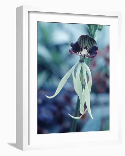 Orchids-Alfred Eisenstaedt-Framed Photographic Print