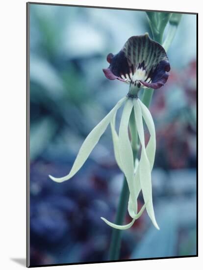 Orchids-Alfred Eisenstaedt-Mounted Photographic Print