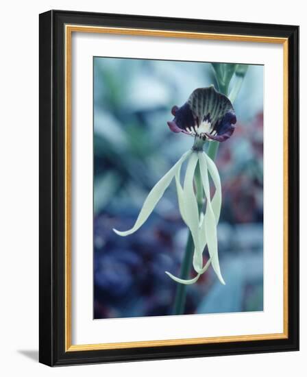 Orchids-Alfred Eisenstaedt-Framed Photographic Print