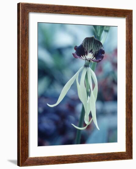 Orchids-Alfred Eisenstaedt-Framed Photographic Print