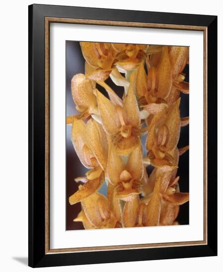 Orchids-Alfred Eisenstaedt-Framed Photographic Print