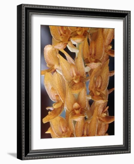 Orchids-Alfred Eisenstaedt-Framed Photographic Print