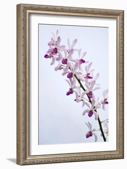 Orchids-Lawrence Lawry-Framed Photographic Print