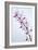 Orchids-Lawrence Lawry-Framed Photographic Print