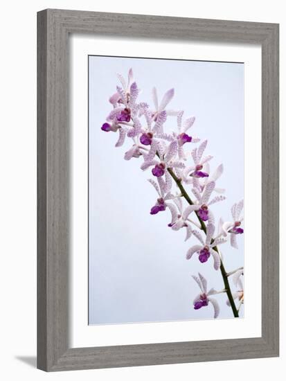 Orchids-Lawrence Lawry-Framed Photographic Print