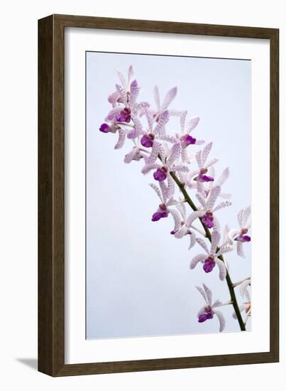 Orchids-Lawrence Lawry-Framed Photographic Print
