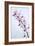 Orchids-Lawrence Lawry-Framed Photographic Print