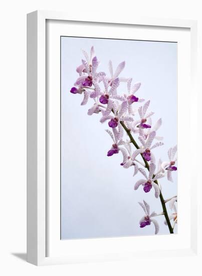 Orchids-Lawrence Lawry-Framed Photographic Print