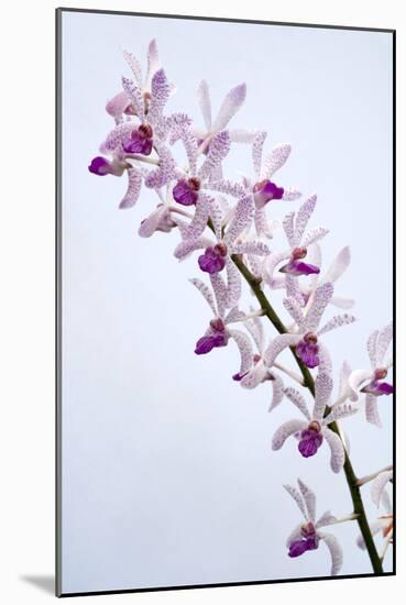 Orchids-Lawrence Lawry-Mounted Photographic Print