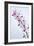 Orchids-Lawrence Lawry-Framed Photographic Print