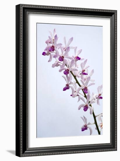 Orchids-Lawrence Lawry-Framed Photographic Print