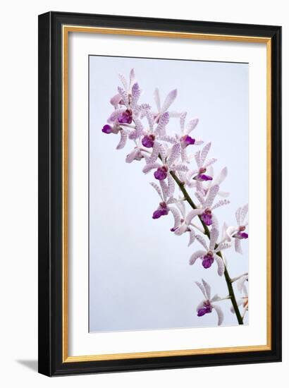 Orchids-Lawrence Lawry-Framed Photographic Print