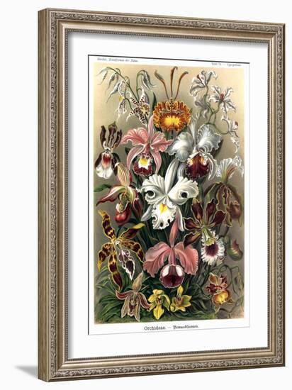 Orchids-Ernst Haeckel-Framed Premium Giclee Print