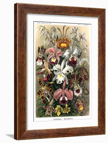 Orchids-Ernst Haeckel-Framed Premium Giclee Print