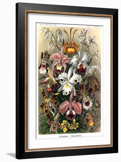 Orchids-Ernst Haeckel-Framed Premium Giclee Print