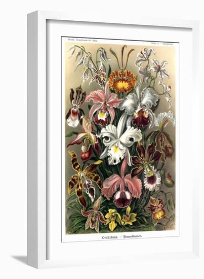 Orchids-Ernst Haeckel-Framed Premium Giclee Print