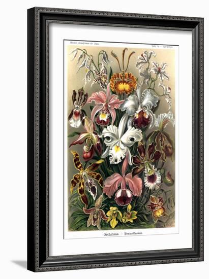 Orchids-Ernst Haeckel-Framed Premium Giclee Print