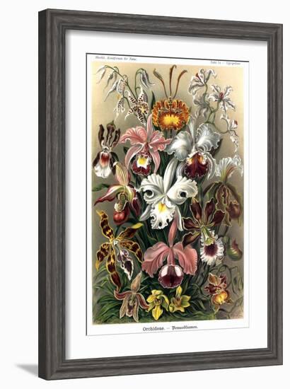 Orchids-Ernst Haeckel-Framed Art Print