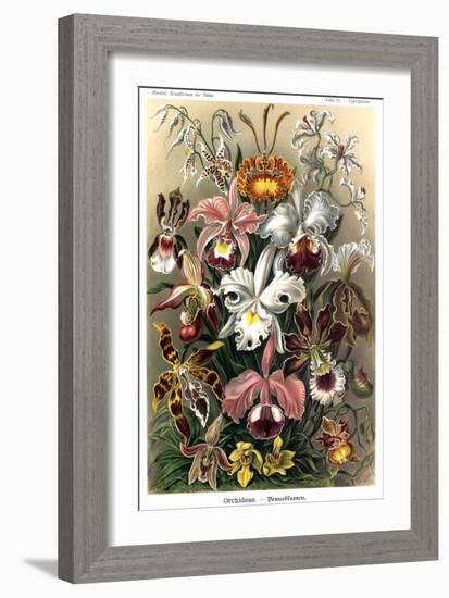 Orchids-Ernst Haeckel-Framed Art Print