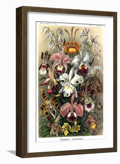 Orchids-Ernst Haeckel-Framed Art Print
