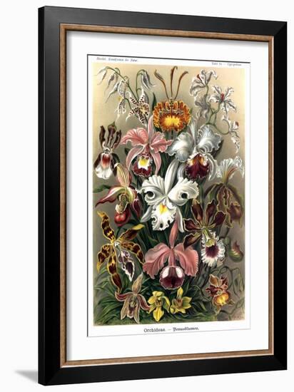 Orchids-Ernst Haeckel-Framed Art Print