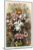 Orchids-Ernst Haeckel-Mounted Art Print