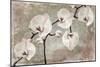 Orchids-Mindy Sommers-Mounted Giclee Print