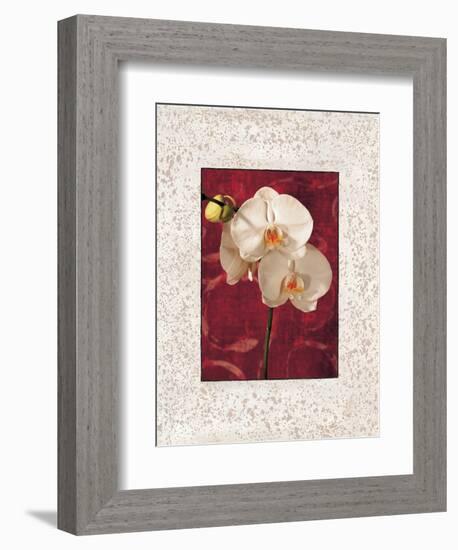 Orchids-John Seba-Framed Premium Giclee Print