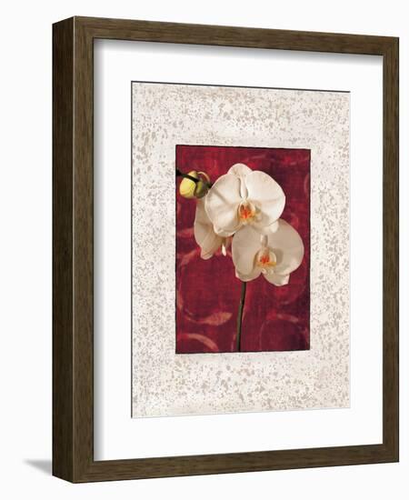 Orchids-John Seba-Framed Premium Giclee Print