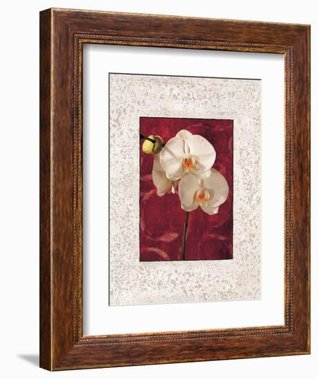 Orchids-John Seba-Framed Premium Giclee Print