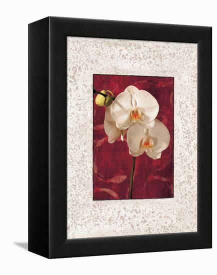 Orchids-John Seba-Framed Stretched Canvas