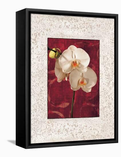 Orchids-John Seba-Framed Stretched Canvas