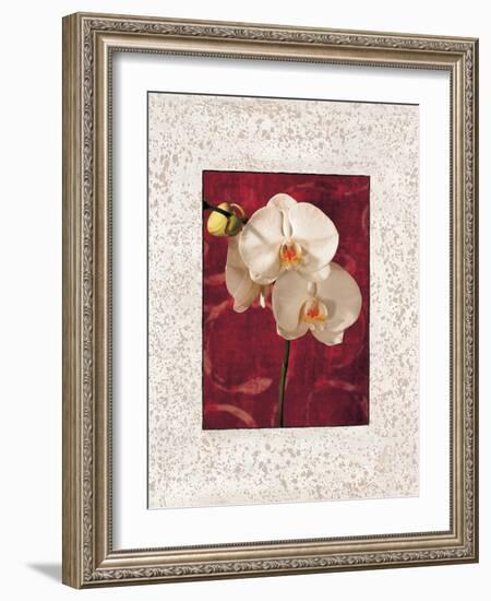 Orchids-John Seba-Framed Art Print