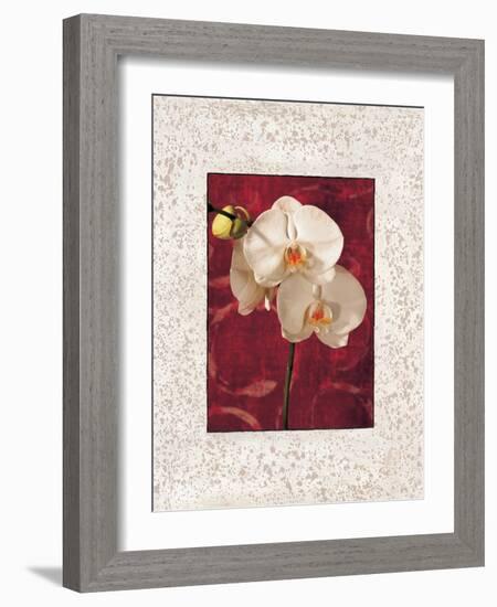 Orchids-John Seba-Framed Art Print