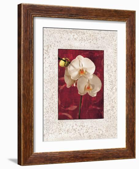 Orchids-John Seba-Framed Art Print