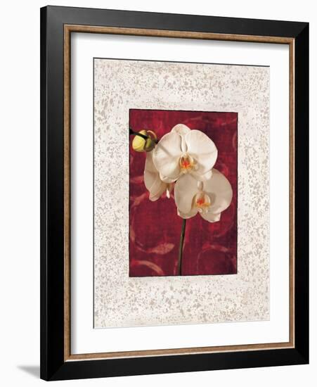 Orchids-John Seba-Framed Art Print