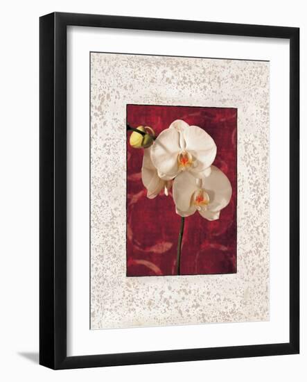 Orchids-John Seba-Framed Art Print