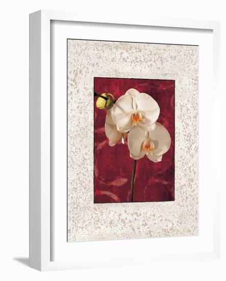 Orchids-John Seba-Framed Art Print